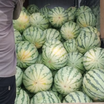 大棚西瓜和露天西瓜