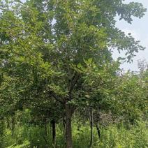 杜梨树14-18公分，分支，90--1.5米，大量供应