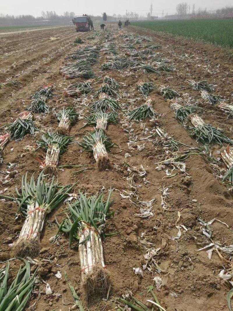 大葱长白大葱，钢葱，地膜大葱净葱加工产地货源
