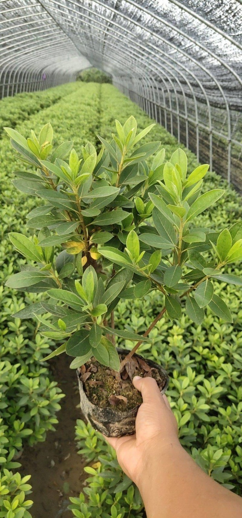 毛杜鹃