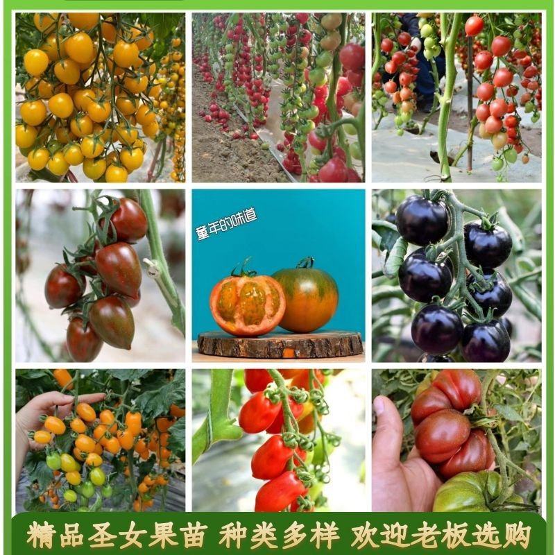 【采摘园推荐】一直注重口感番茄的培育，各种特色番茄苗。