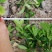 大叶栀子花