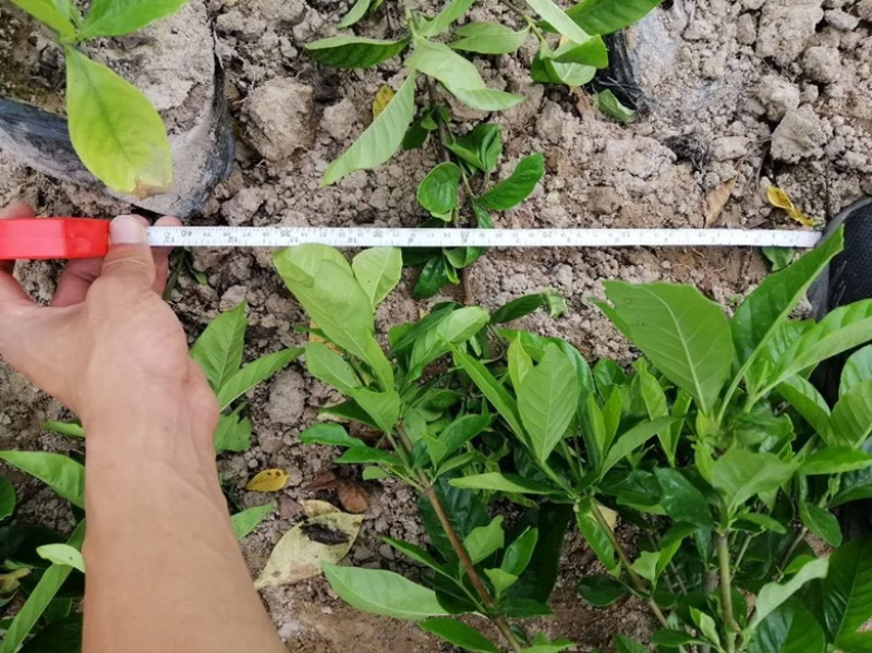 大叶栀子花