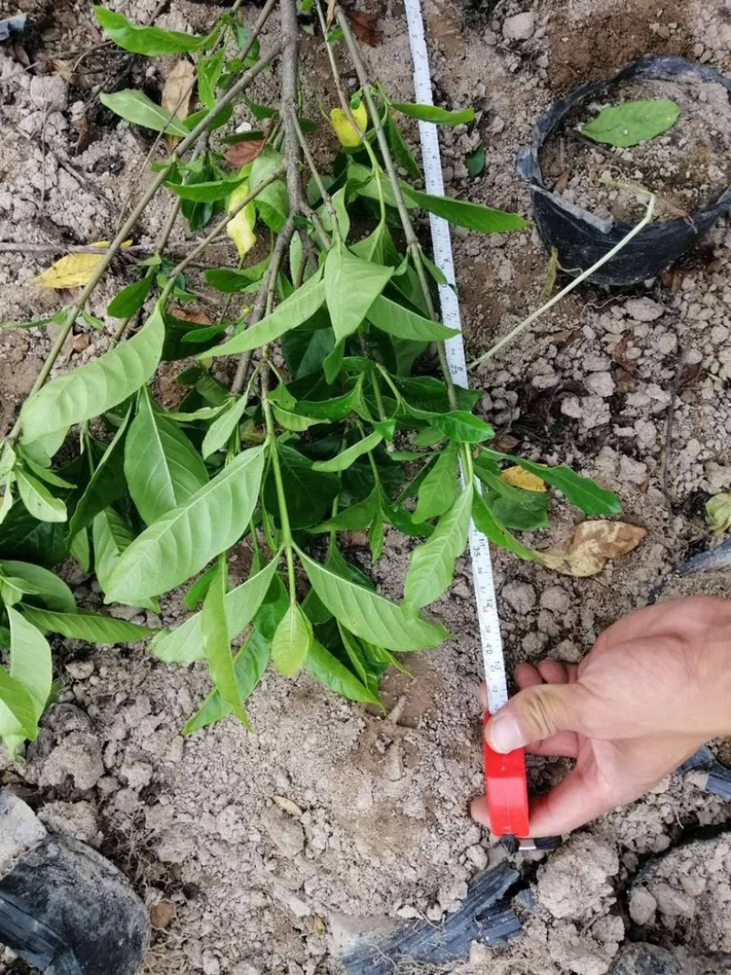 大叶栀子花