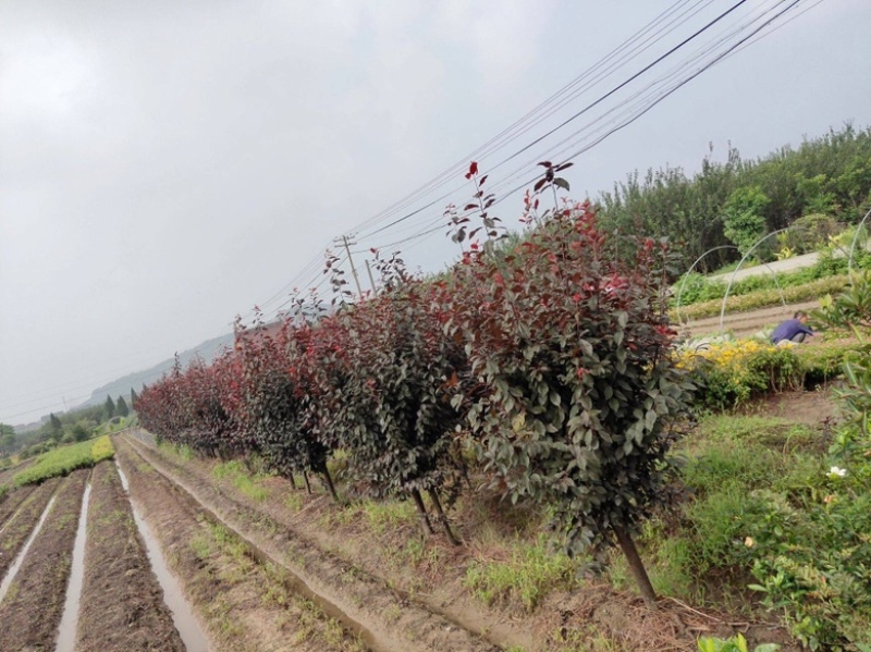 红叶李