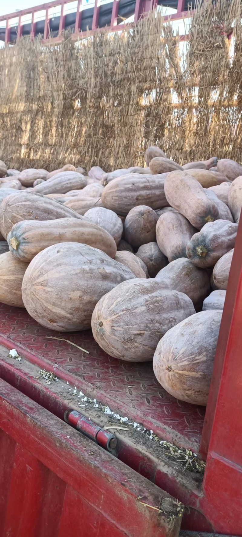 蜜本全黄南瓜🎃，各种南瓜，市场加工厂，产地直销鲜货