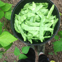 黑龙江油豆角