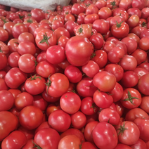 硬粉西红柿品质全产地直供商超电商市场加工厂