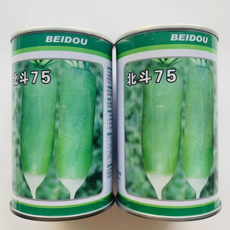 七星萝卜种子水果萝卜品种青皮青肉品种