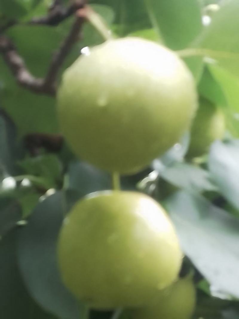 不套代的青黄冠梨大量有货
