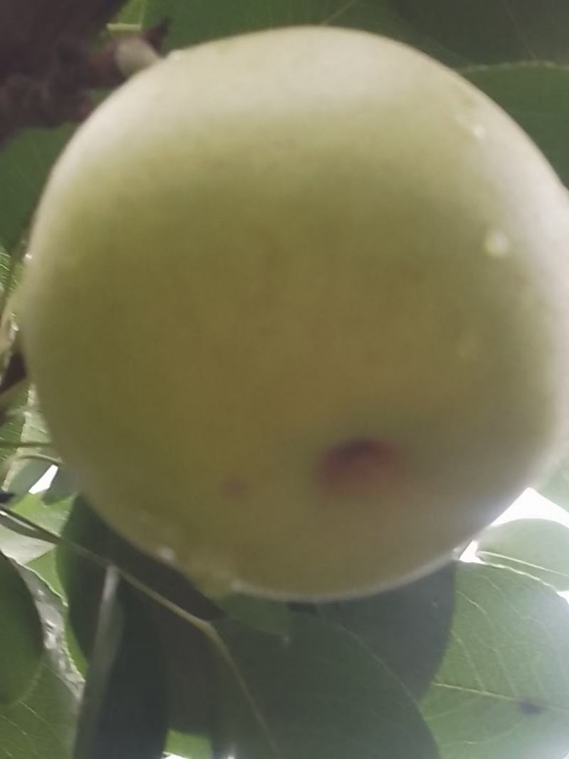 不套代的青黄冠梨大量有货