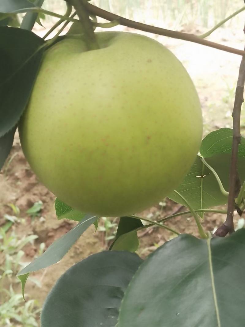 不套代的青黄冠梨大量有货