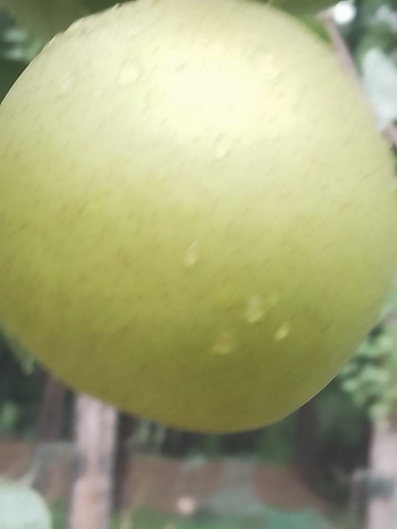 不套代的青黄冠梨大量有货