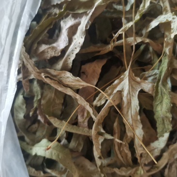 金鸡脚，鸡脚草，鸭婆脚，七星丹，纯野生，有带头和不带头