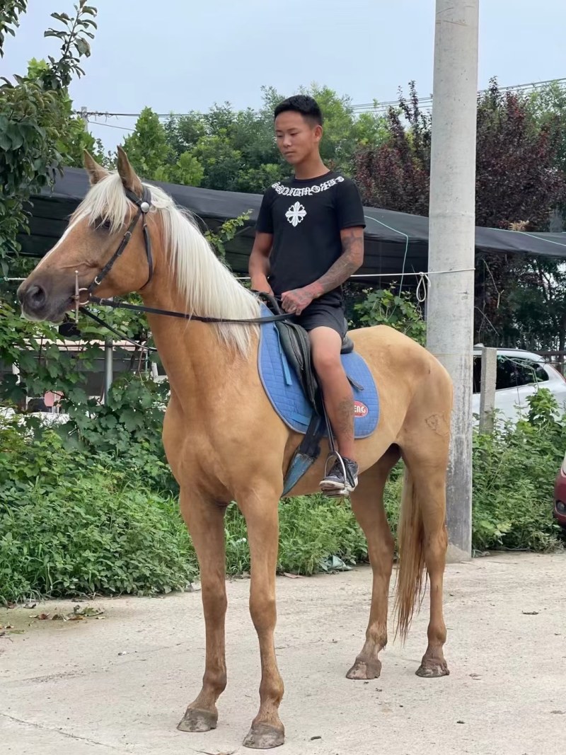 骑乘马价格优惠！纯血马价格！汗血马！旅游马特价包邮！