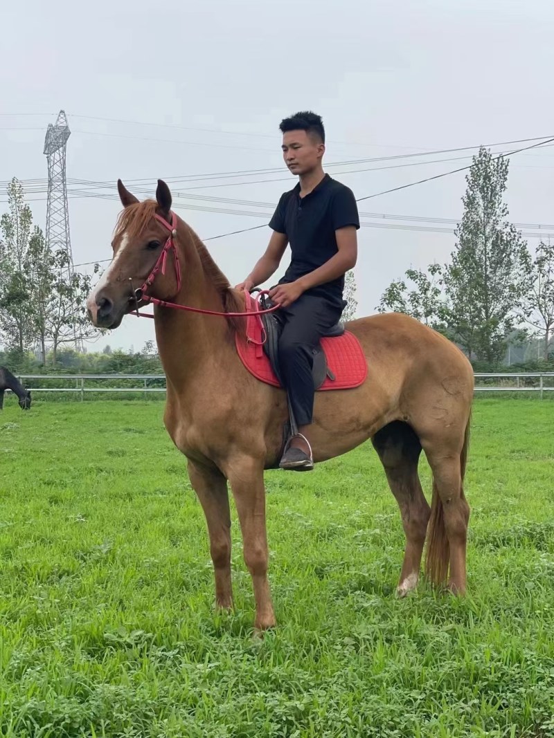 骑乘马价格优惠！纯血马价格！汗血马！旅游马特价包邮！