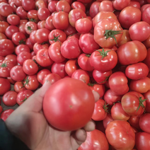 硬粉西红柿产地品质全商超市场加工厂电商直供