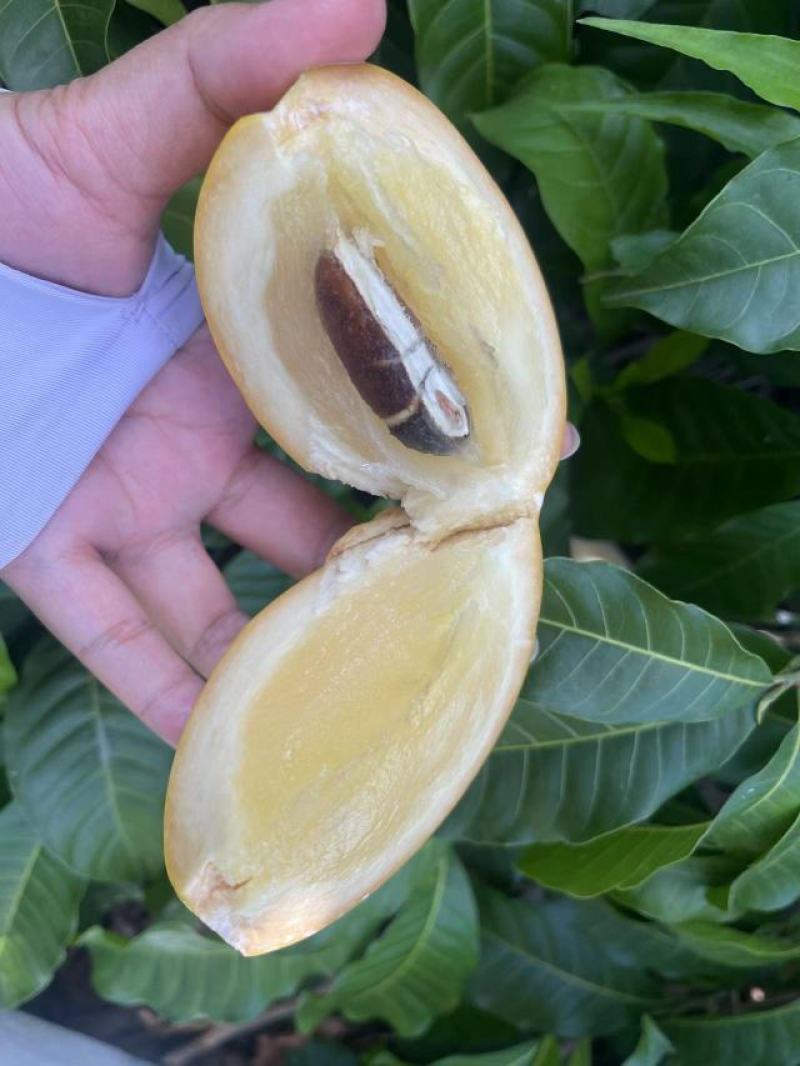 精品黄晶果，基地直发，果肉香甜，当前优良新品，皮薄，大果