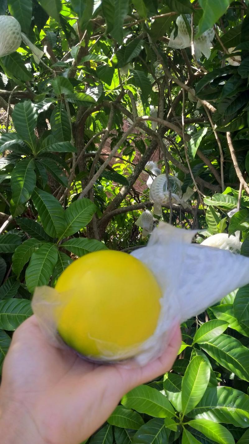 精品黄晶果，基地直发，果肉香甜，当前优良新品，皮薄，大果