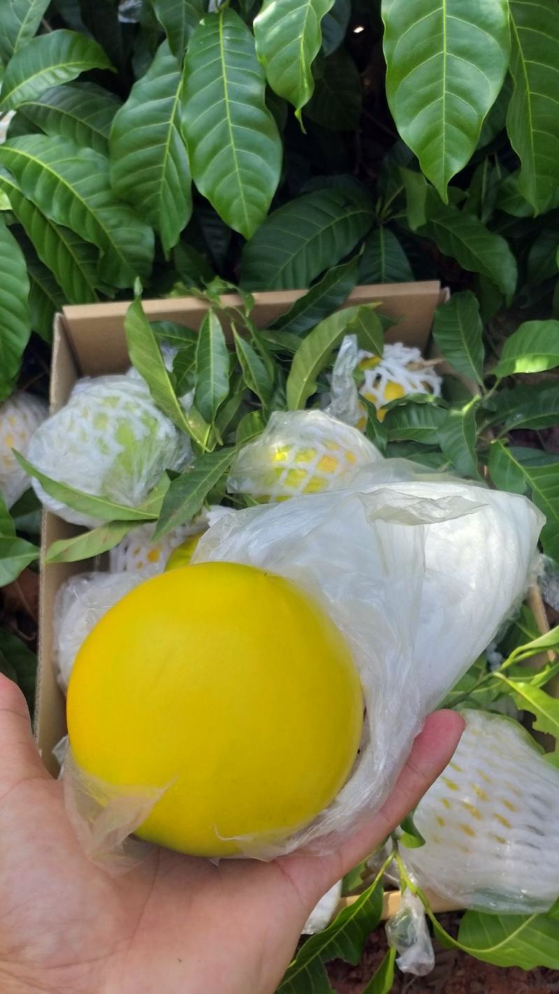 精品黄晶果，基地直发，果肉香甜，当前优良新品，皮薄，大果