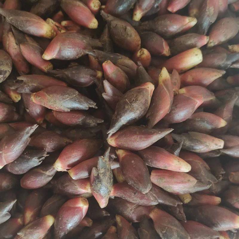 高山纯正野菜洋菏