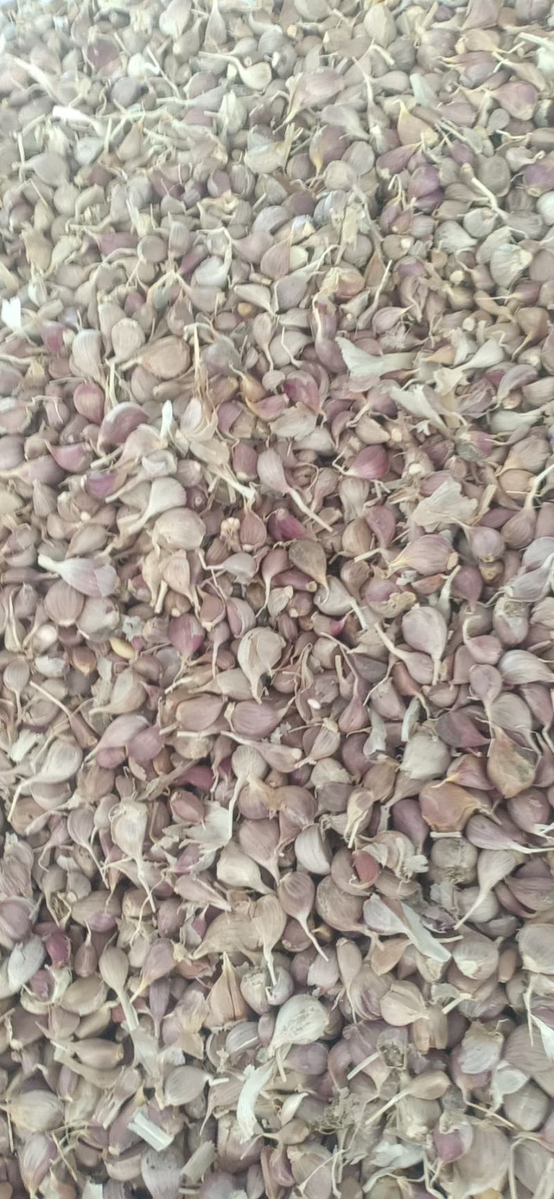 彭州优质早熟蒜一水早蒜苔蒜大蒜种子