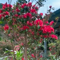 茶花，桂花，杜鹃花，小中大苗都有