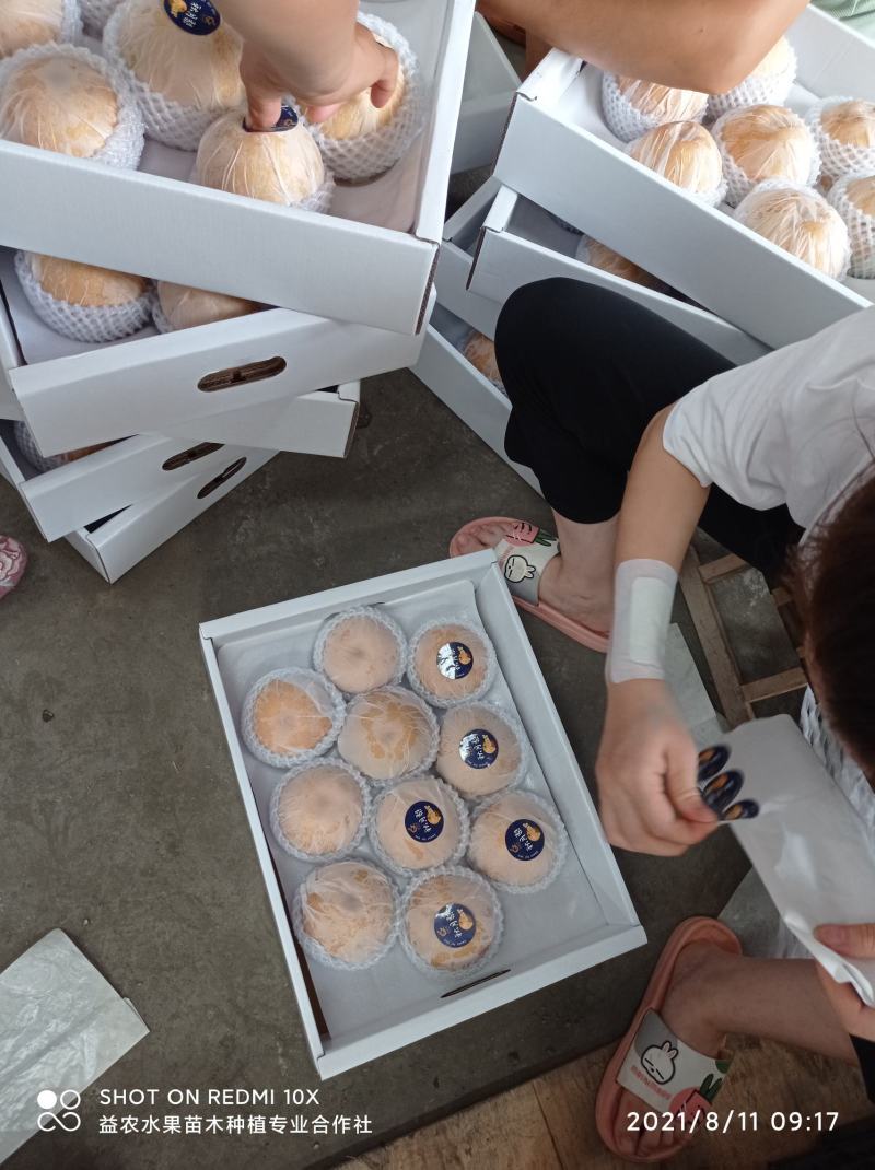 秋月梨，电商，平台超市精品礼盒包装，7斤装，5斤装