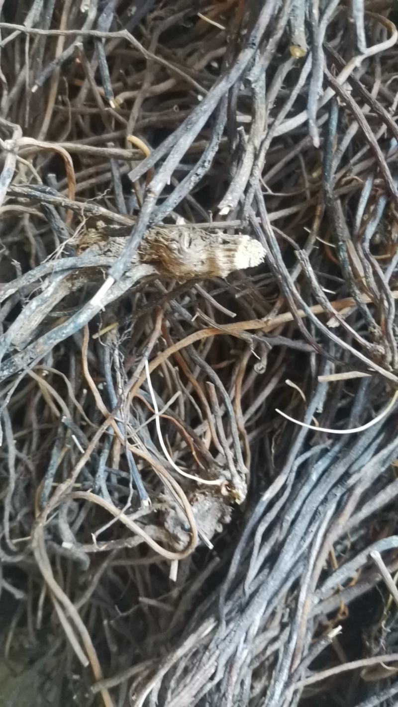 威灵仙，灵仙根，小木通，四川产纯野生水洗货。