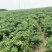 大量新鲜艳红辣椒，质量优秀，价格优惠