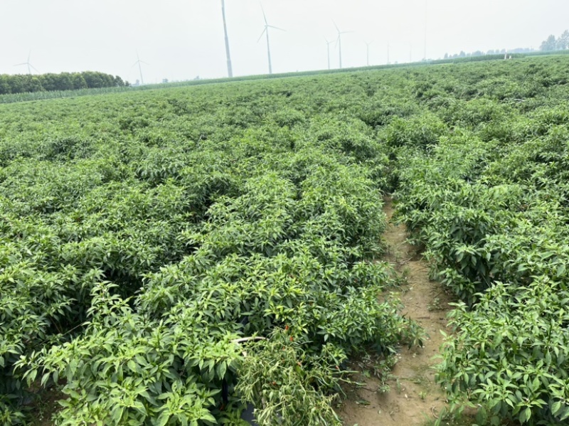 大量新鲜艳红辣椒，质量优秀，价格优惠
