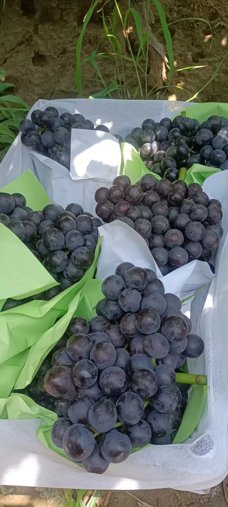 山西超甜精品.夏黑葡萄大颗粒.早夏，巨峰，青提
