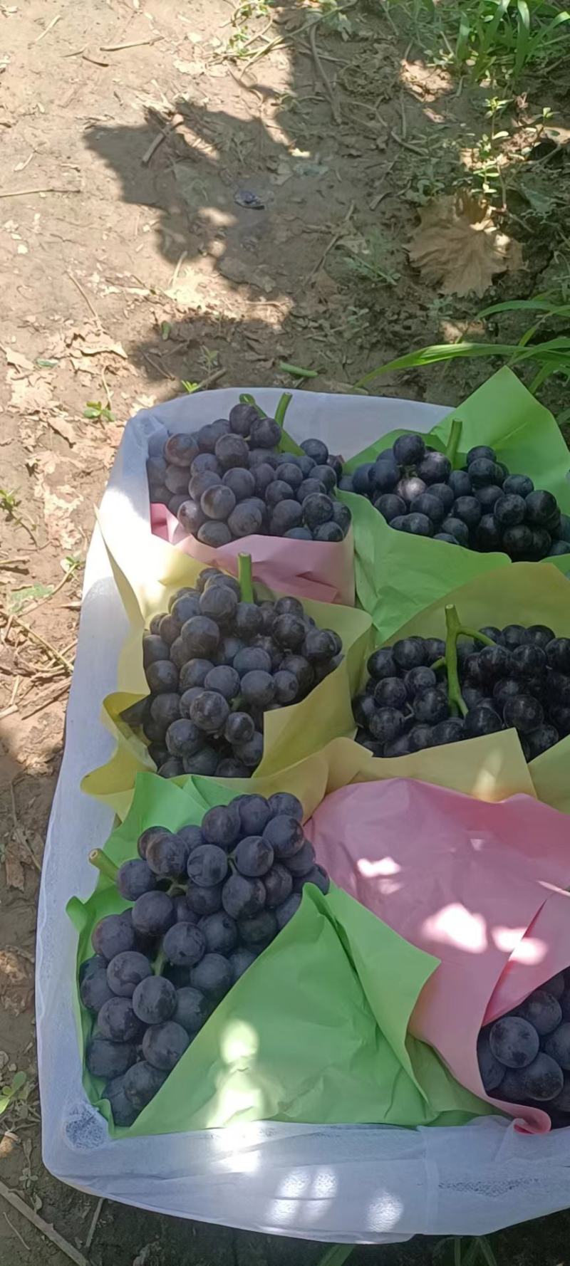 山西超甜精品.夏黑葡萄大颗粒.早夏，巨峰，青提