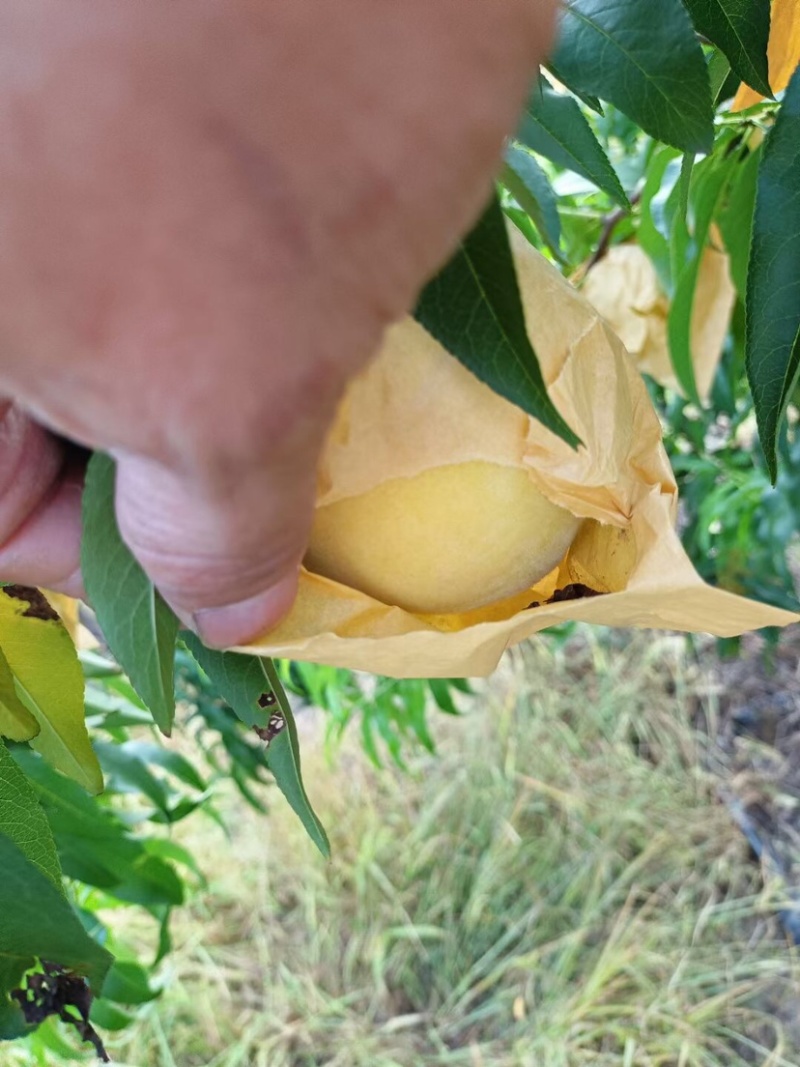 锦绣黄桃超甜