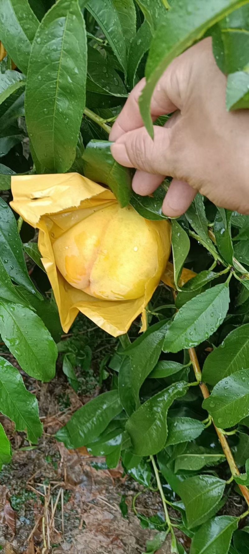 锦绣黄桃超甜