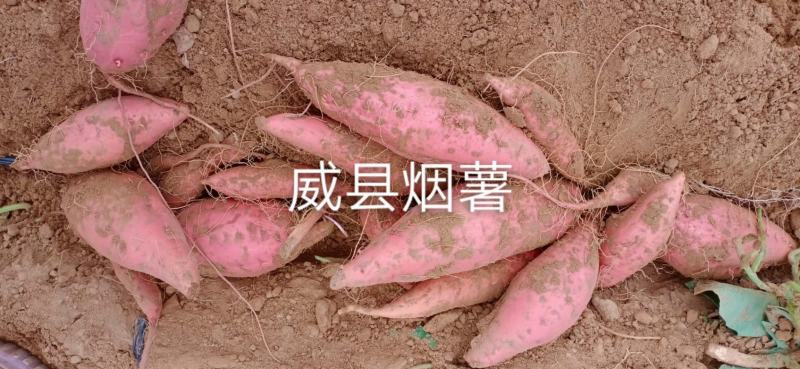 烟薯
