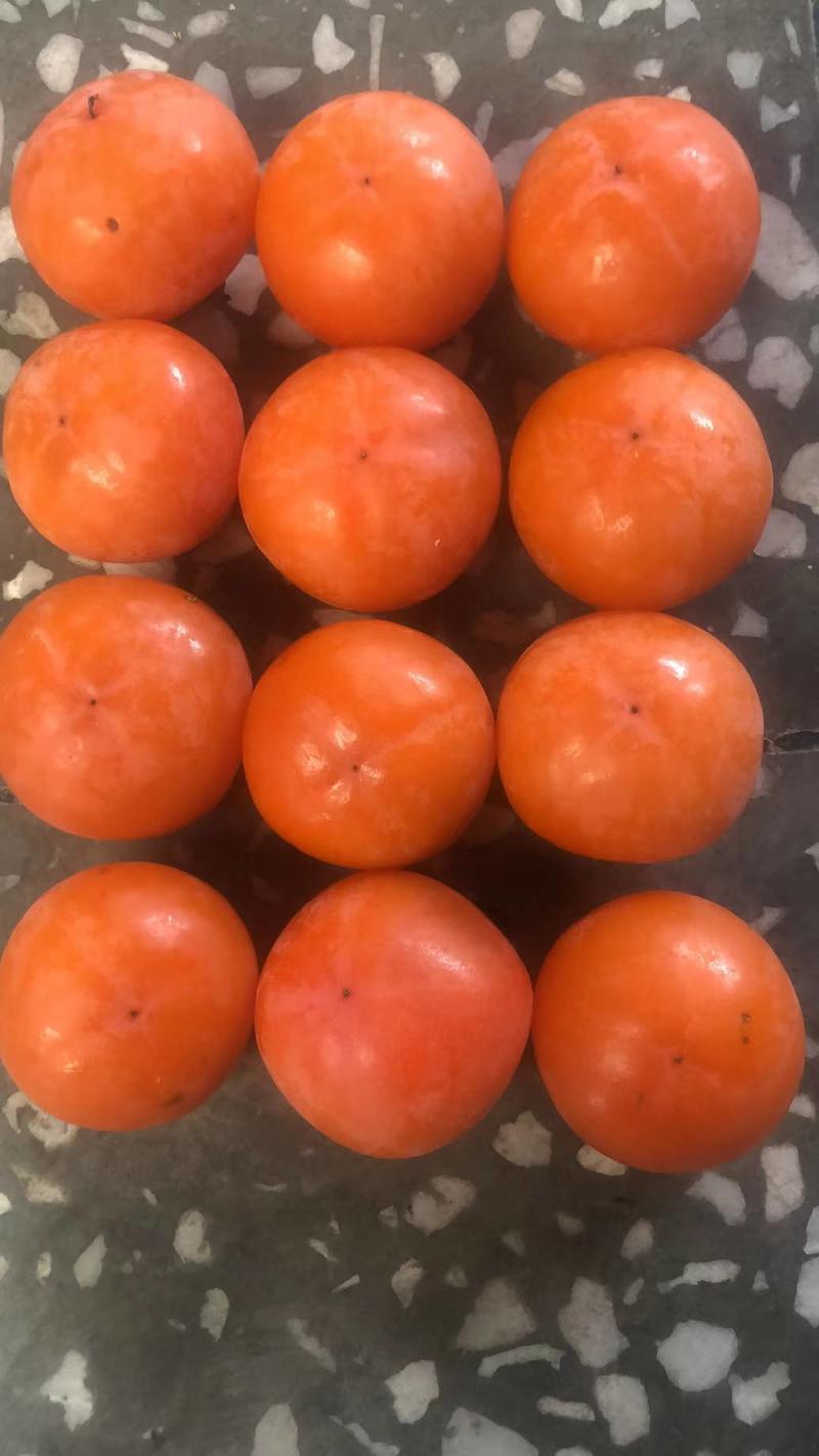 七月黄柿子优质主产区大量上市，支持一件代发，社区团购商超