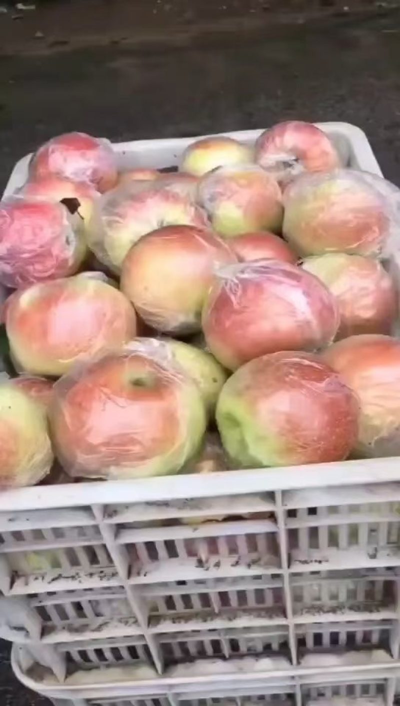 山东苹果美八大量供应产地直发各种苹果均有欢迎来电洽谈