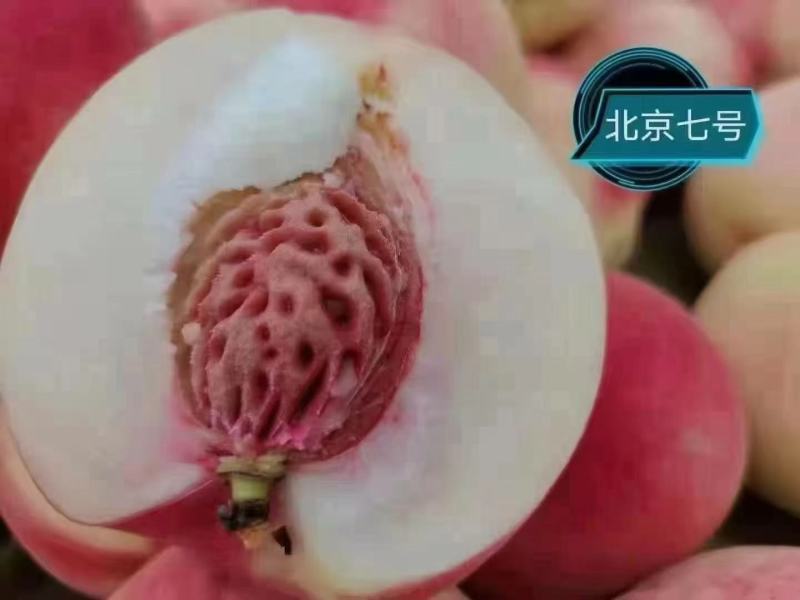 中国蜜桃选甘肃，甘肃蜜桃选秦安“北京七号”