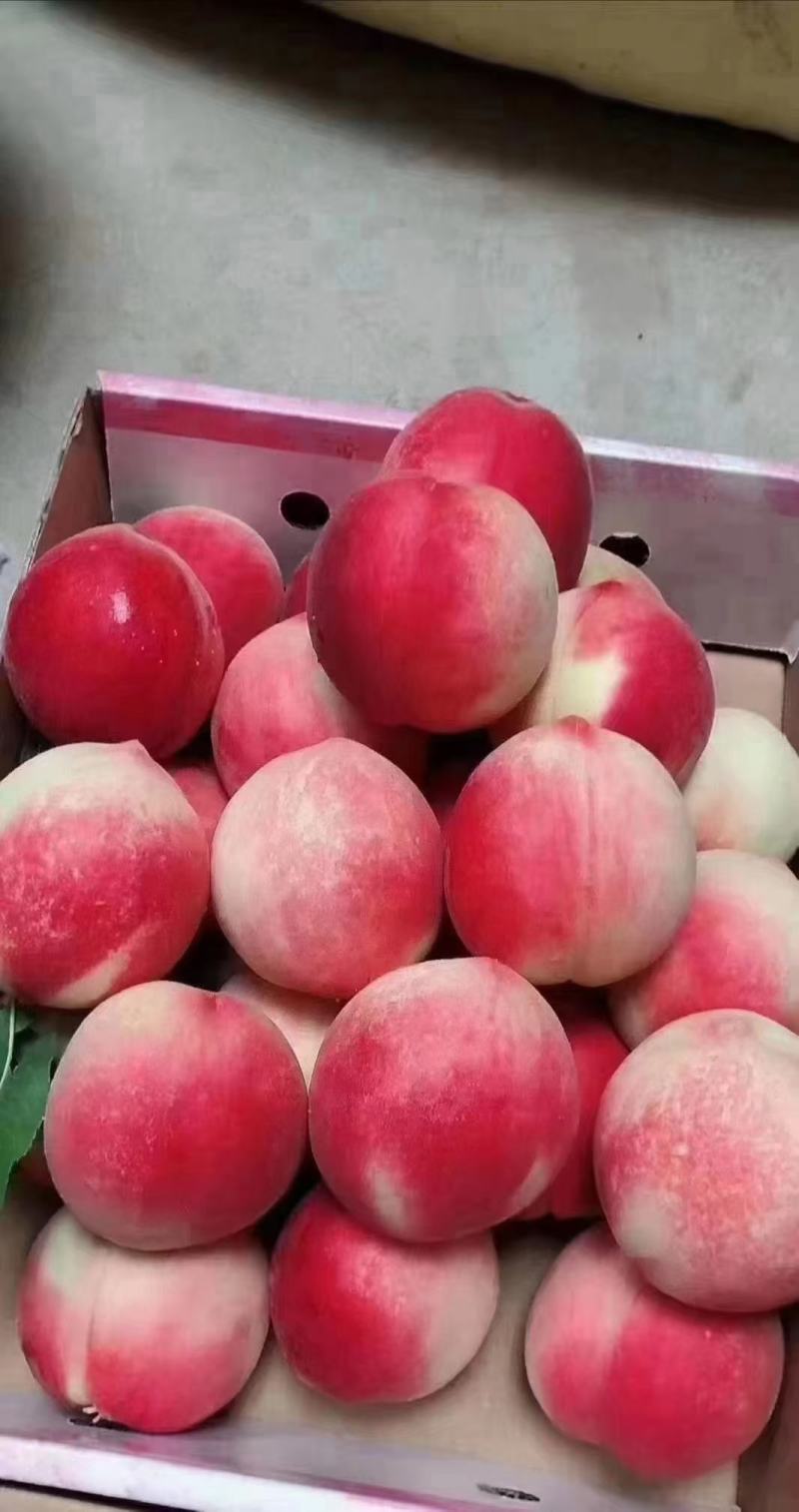 中国蜜桃选甘肃，甘肃蜜桃选秦安“北京七号”