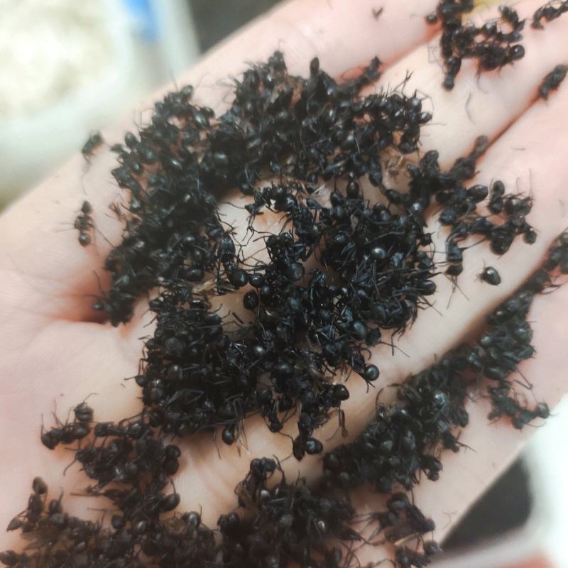 黑蚂蚁红蚂蚂蚁药厂货干货足干货打粉蚂蚁现货交易