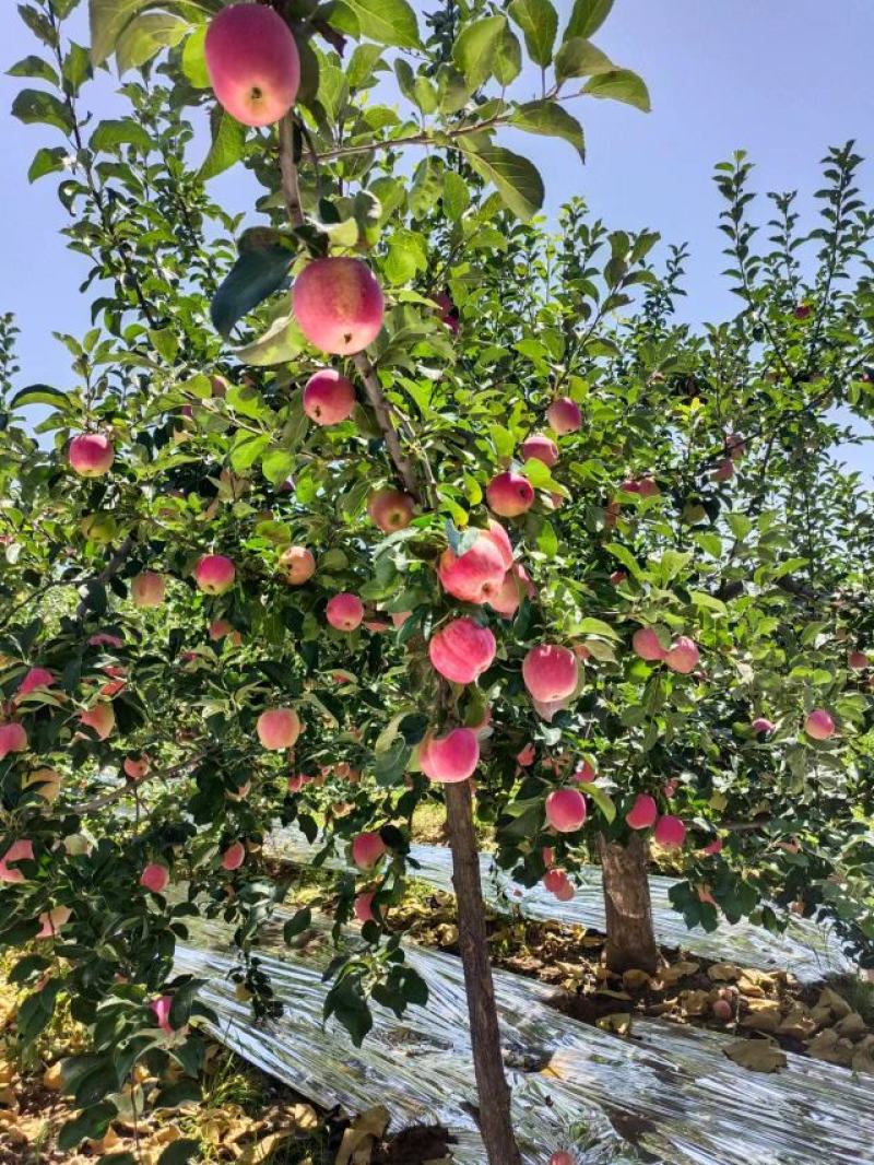 信农红苹果