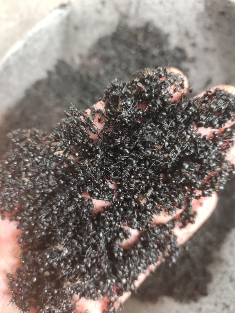 黑蚂蚁红蚂蚂蚁药厂货干货足干货打粉蚂蚁现货交易