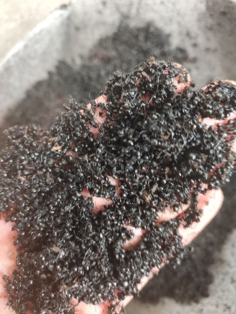 黑蚂蚁红蚂蚂蚁药厂货干货足干货打粉蚂蚁现货交易
