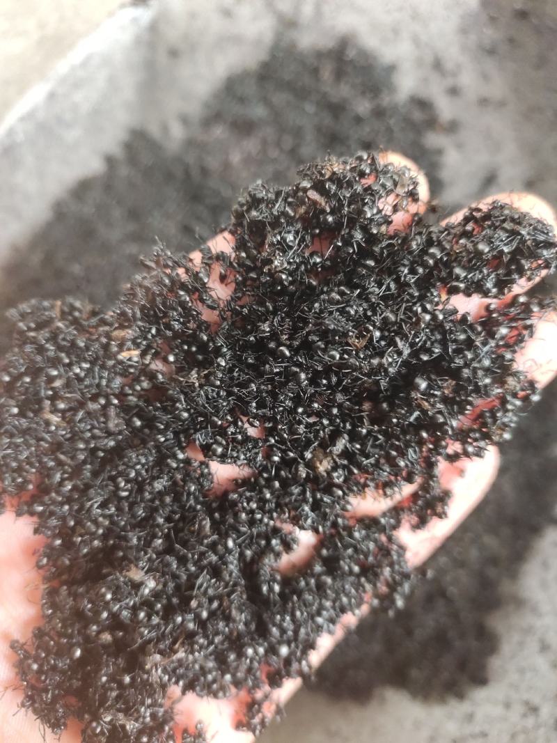黑蚂蚁红蚂蚂蚁药厂货干货足干货打粉蚂蚁现货交易