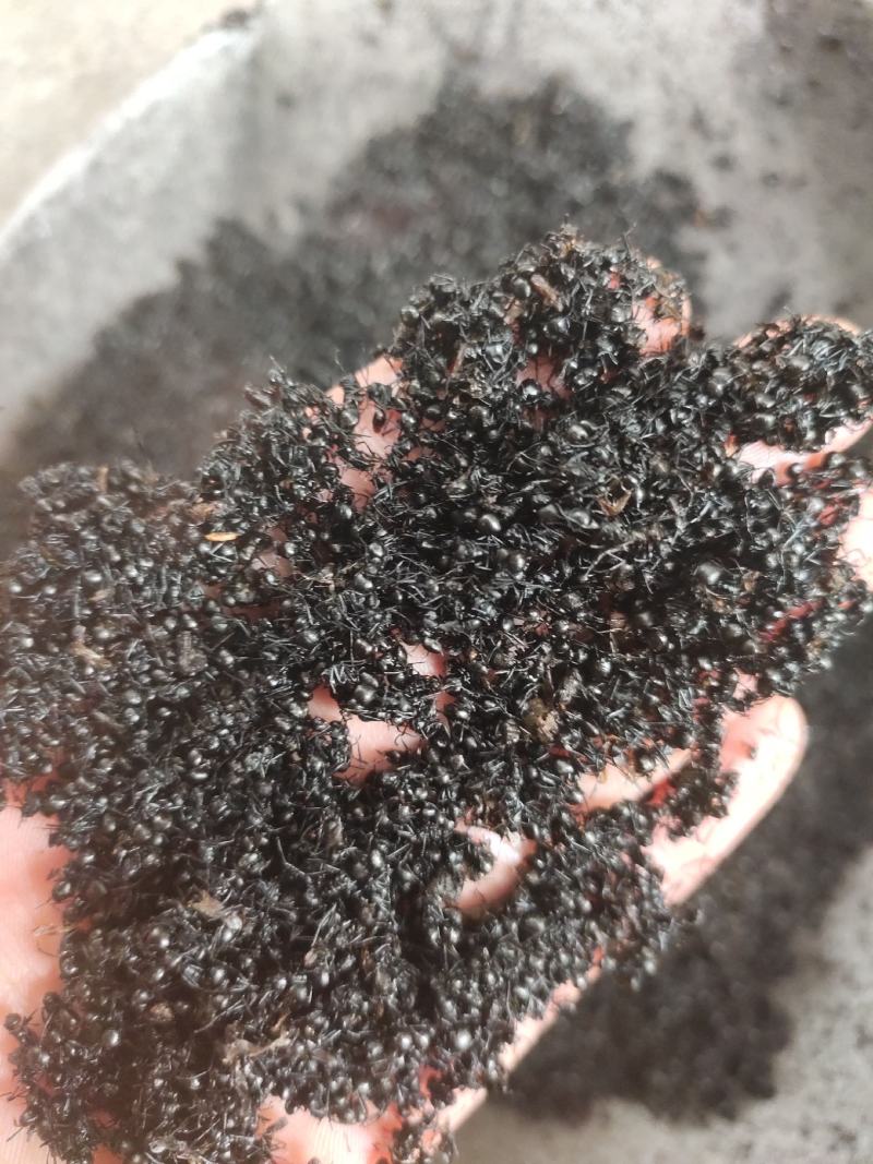 黑蚂蚁红蚂蚂蚁药厂货干货足干货打粉蚂蚁现货交易