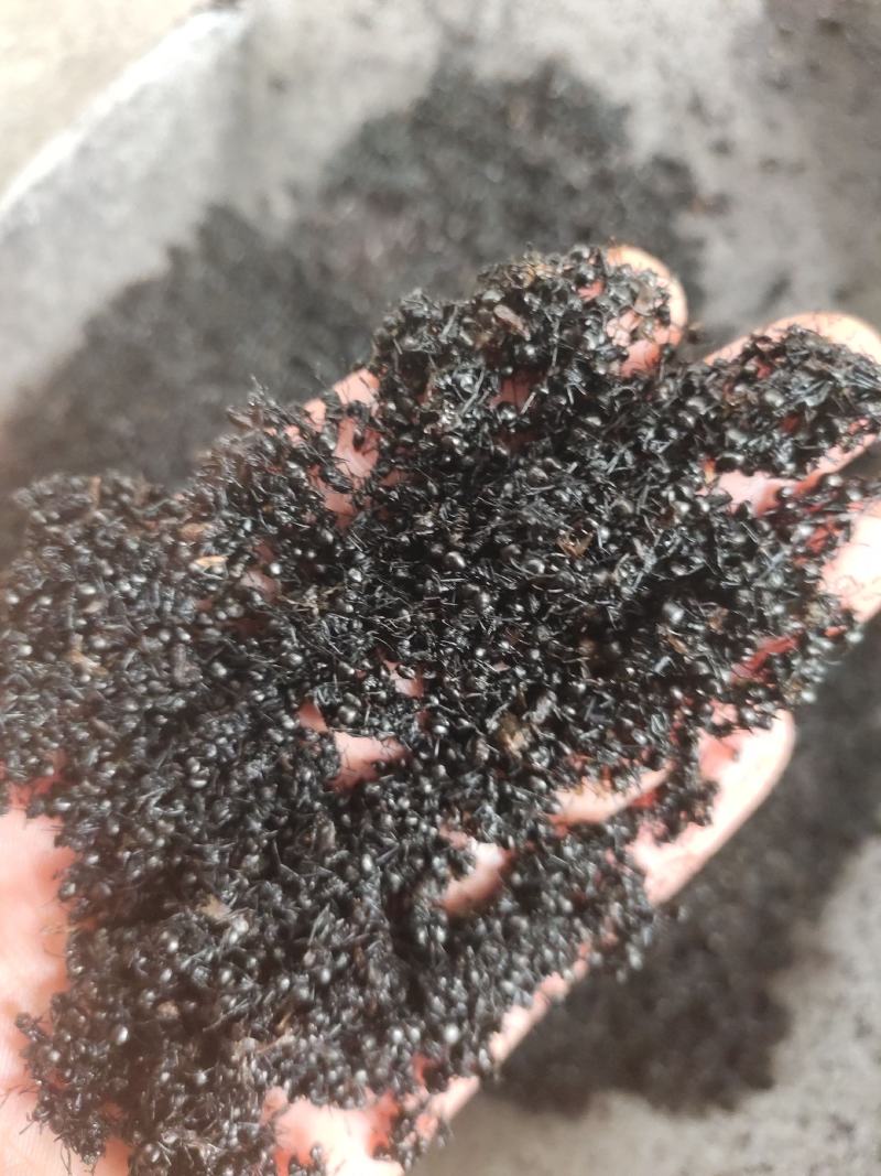黑蚂蚁红蚂蚂蚁药厂货干货足干货打粉蚂蚁现货交易