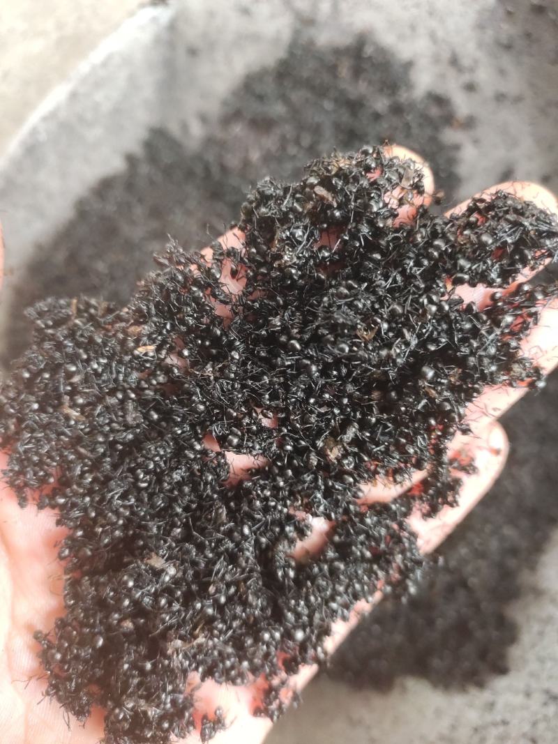 黑蚂蚁红蚂蚂蚁药厂货干货足干货打粉蚂蚁现货交易