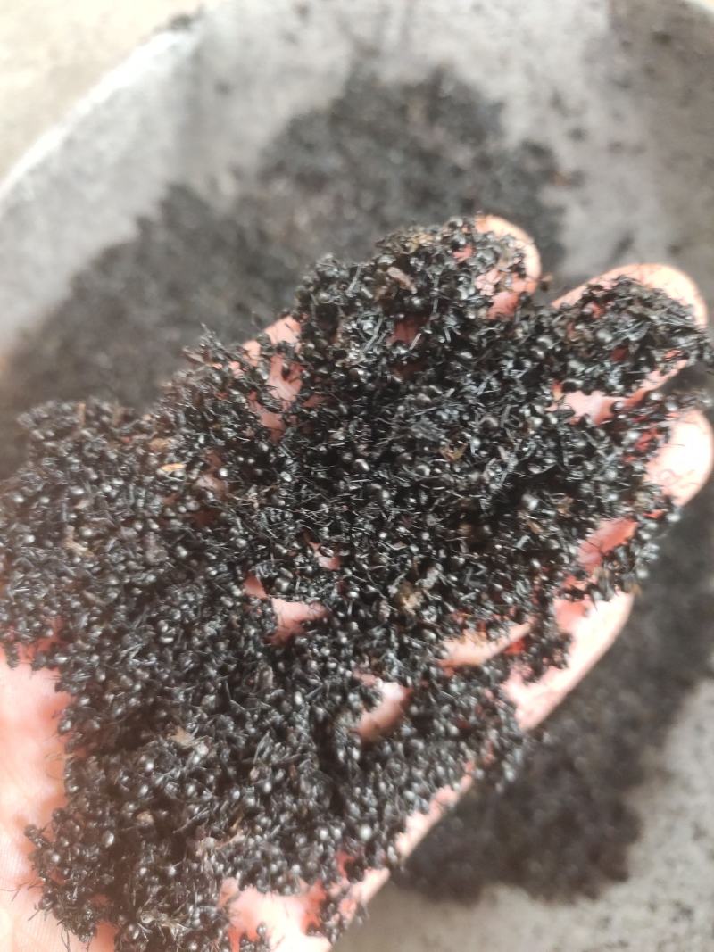 黑蚂蚁红蚂蚂蚁药厂货干货足干货打粉蚂蚁现货交易