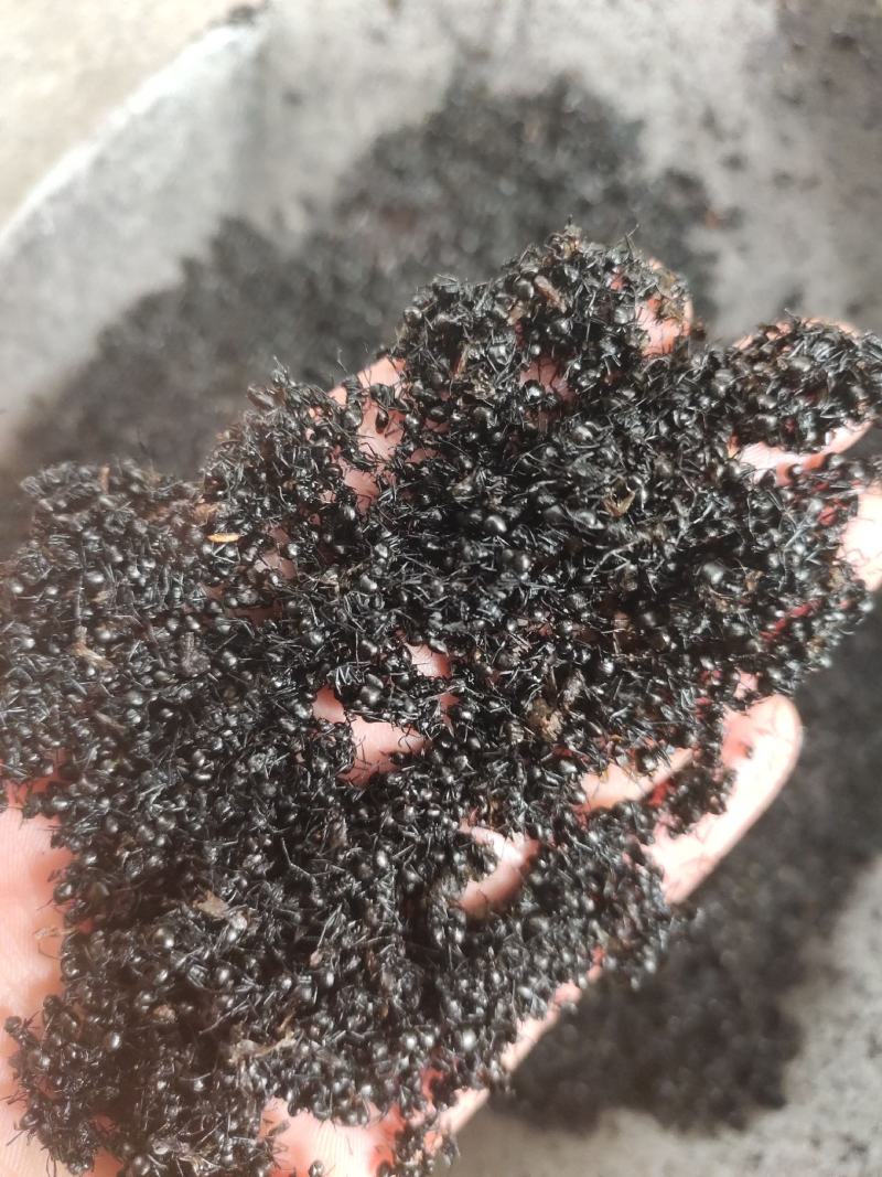 黑蚂蚁红蚂蚂蚁药厂货干货足干货打粉蚂蚁现货交易